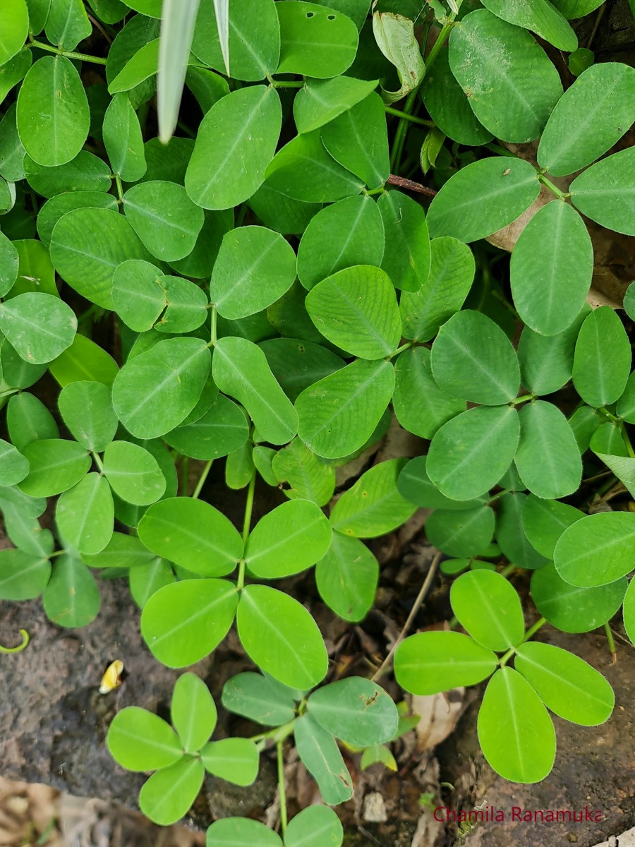 Arachis pintoi Krapov. & W.C.Greg.